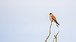 Turmfalke in Farbe