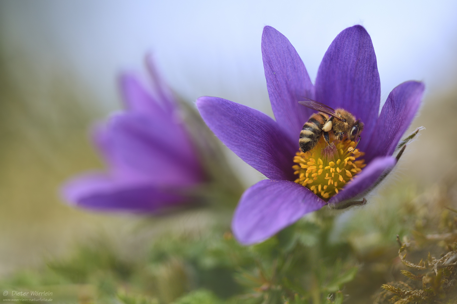 Wildbiene an Küchenschelle