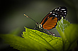 Heliconius ismenius, Tiger-Passionsfalter