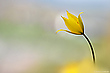 Wilde Tulpe