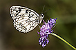 Schachbrettfalter
