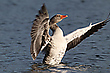 Gans
