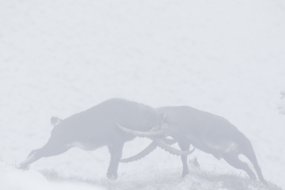 Kontrahenten im Nebel