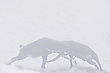 Kontrahenten im Nebel