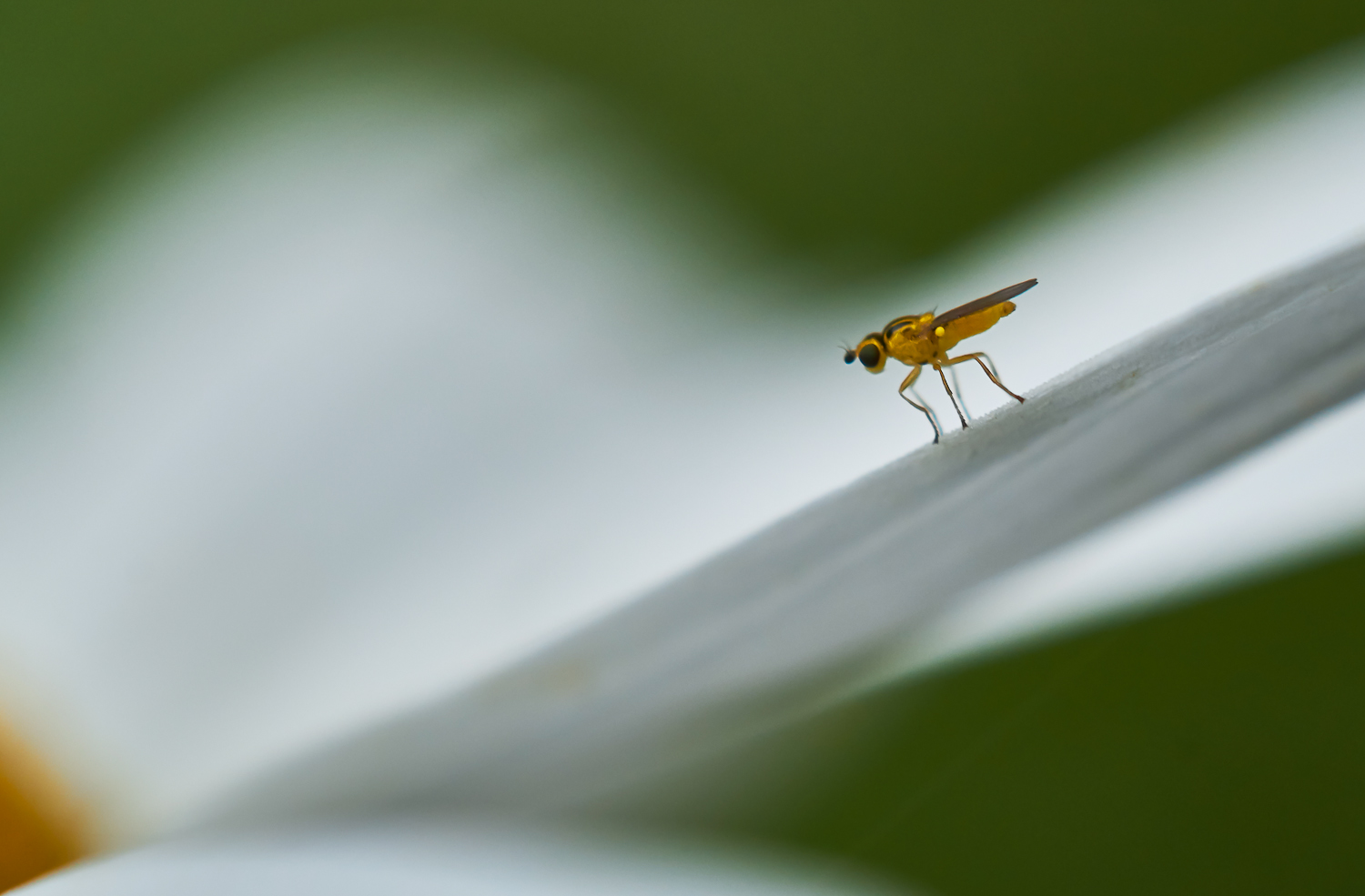 So klein (Forum für Naturfotografen)