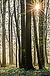 Sonnenaufgang im Auwald