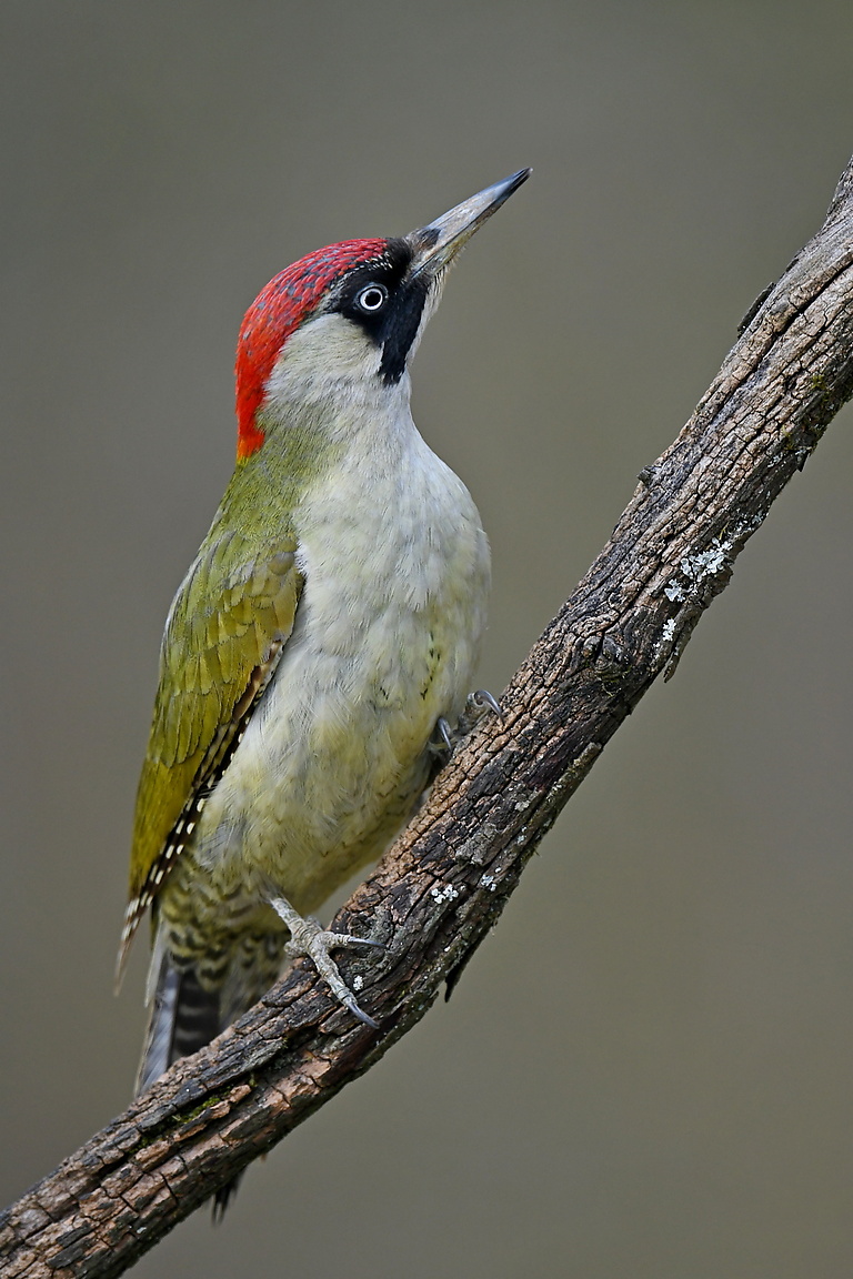 Grünspecht (Forum für Naturfotografen)