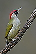 Grünspecht