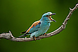 Blauracke (Coracias garrulus)