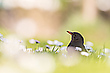 Hausamsel