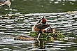Haubentaucher