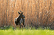 Abends vorm Miscanthus