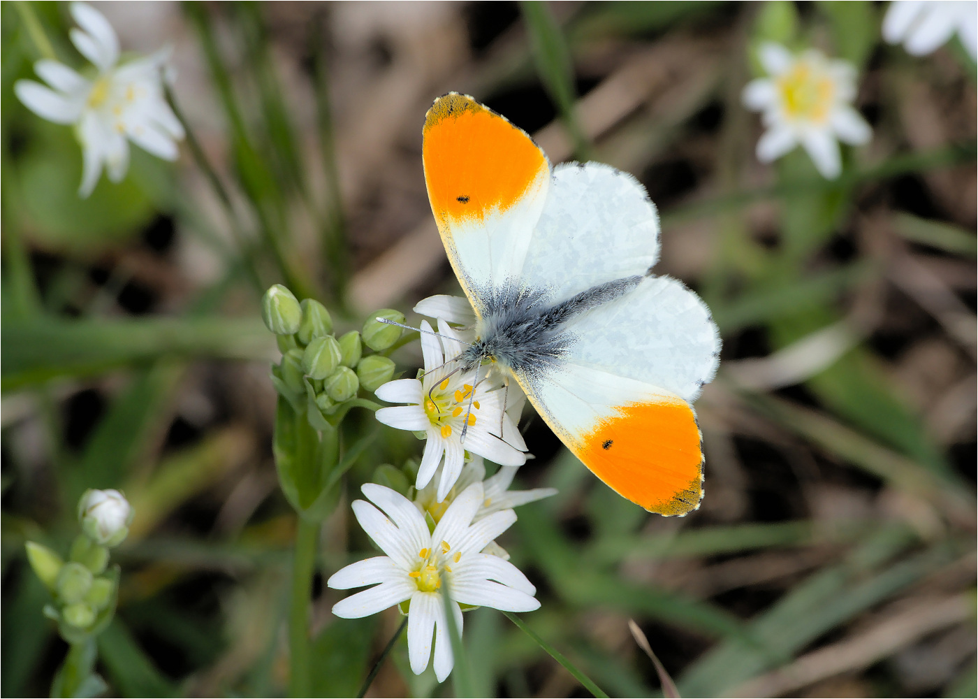 Aurorafalter (Anthocharis cardamines)