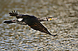 Kormoran