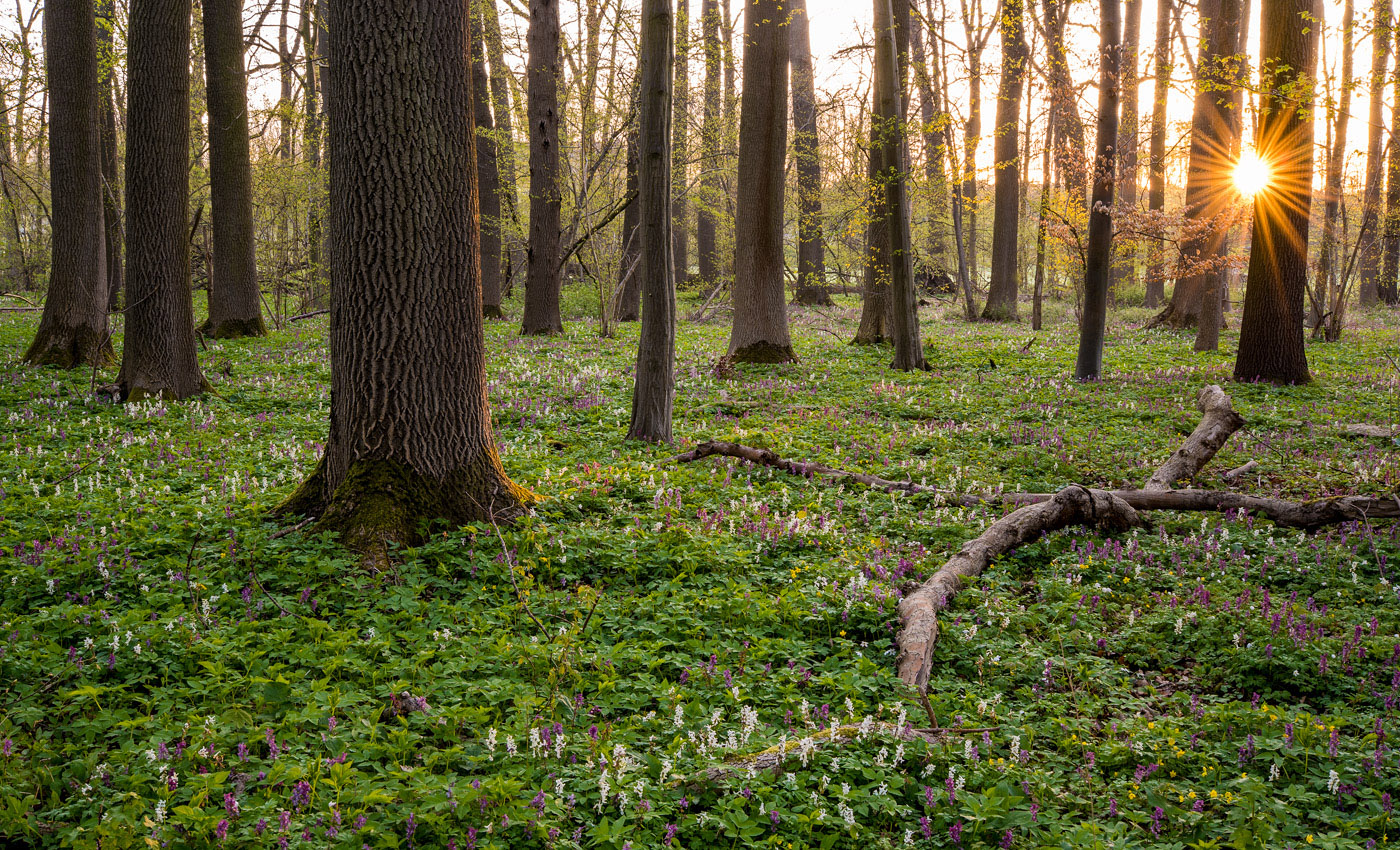 Morgens im Auwald