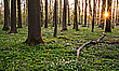 Morgens im Auwald