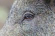 Wildschwein