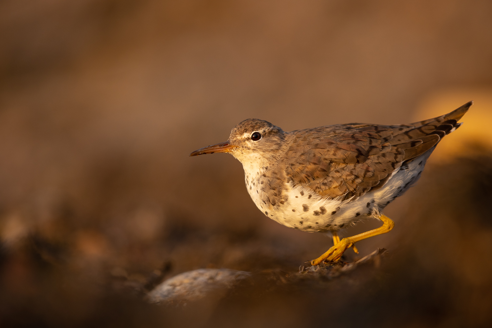 Spotted Sandpiper / Drosseluferläufer