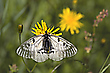 Schwarzer Apollo