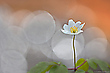 Reflexe