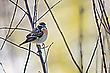 Braunkehlchen