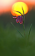 Abendleuchten