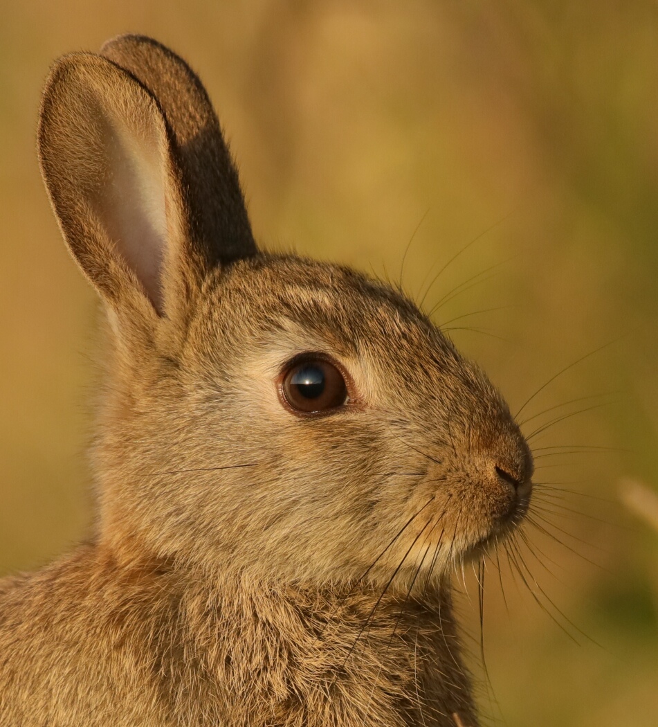 Kaninchen-Portrait