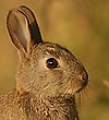 Kaninchen-Portrait