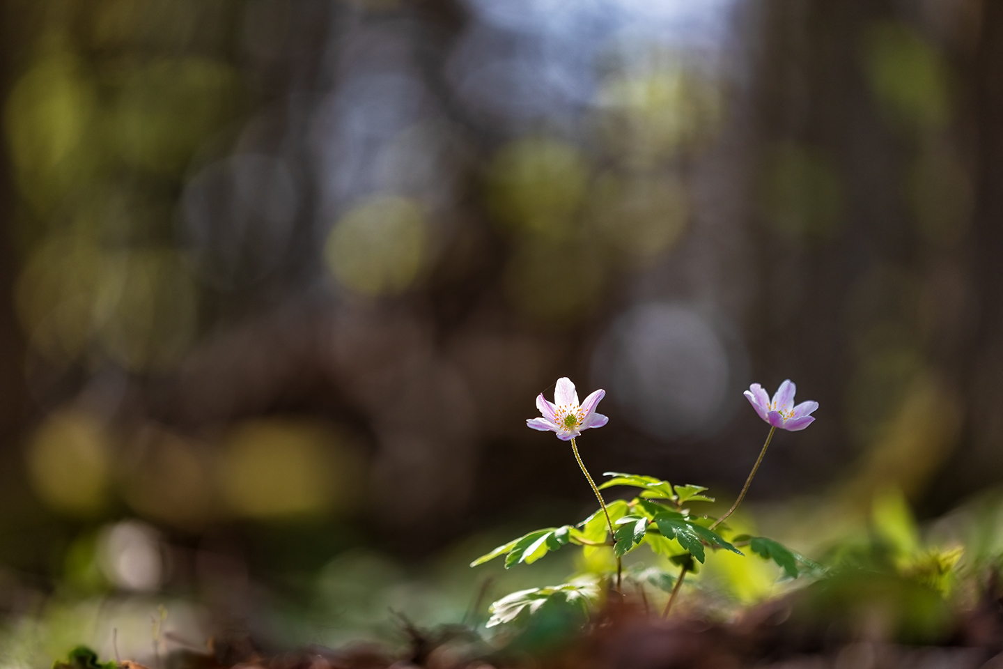 Frühlingsleuchten im Wald