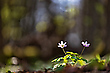 Frühlingsleuchten im Wald