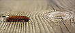 Caterpillar