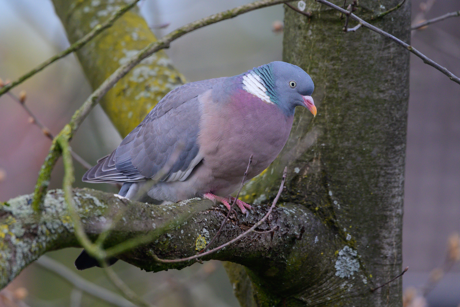 Ringeltauber