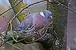 Ringeltauber