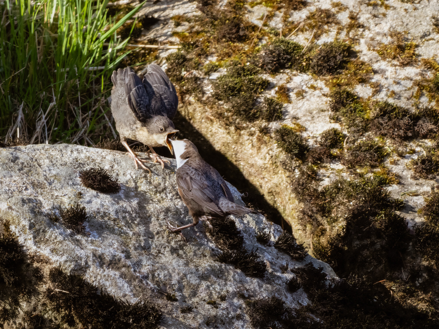 Wasseramsel JK beim Futtern