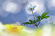 Im Anemonenhimmel...