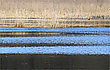 Horizontales mit Blesshuhn