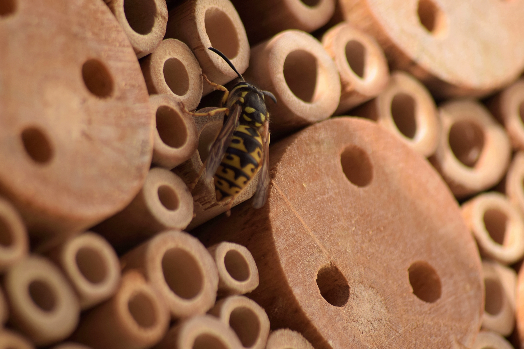 Netter Besuch in meinem Insektenhotel