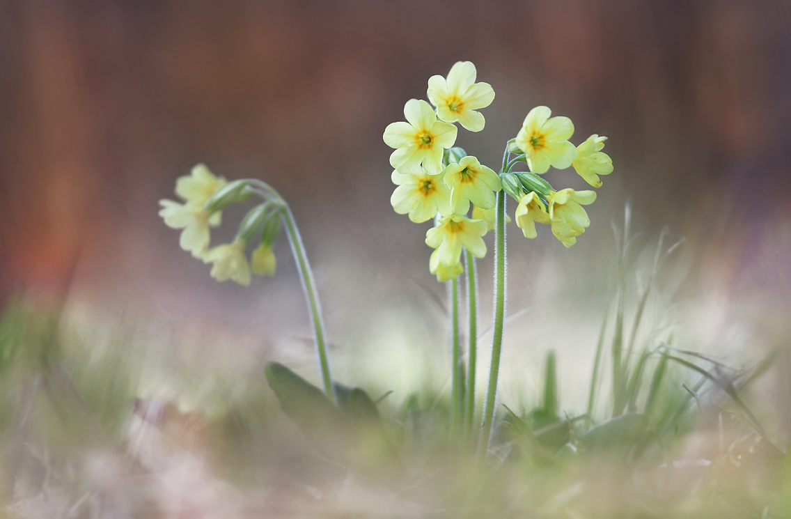 Schlüsselblumen ...,