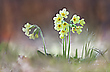 Schlüsselblumen ...,
