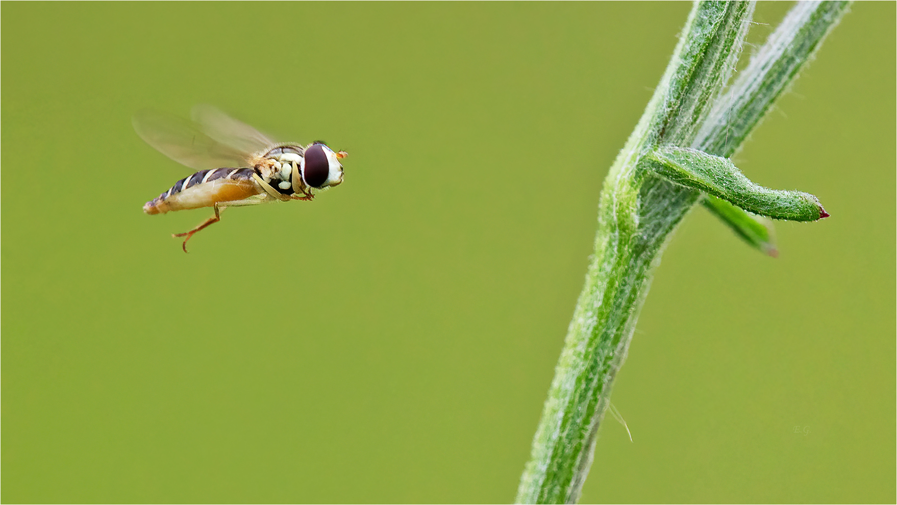 „Schwebfliege im Anflug . . .“