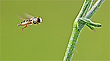 „Schwebfliege im Anflug . . .“