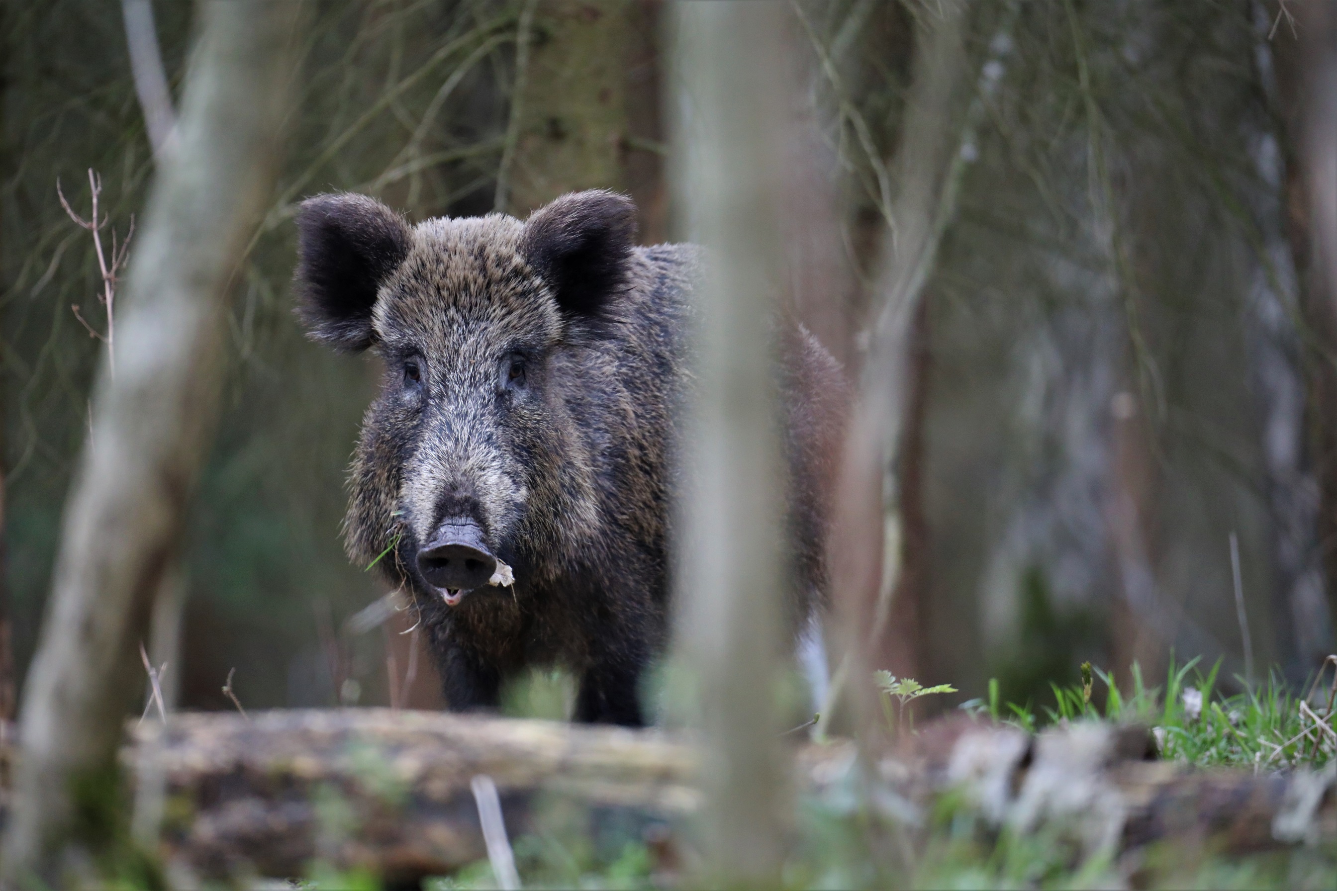 Wildschwein (Sus scrofa)