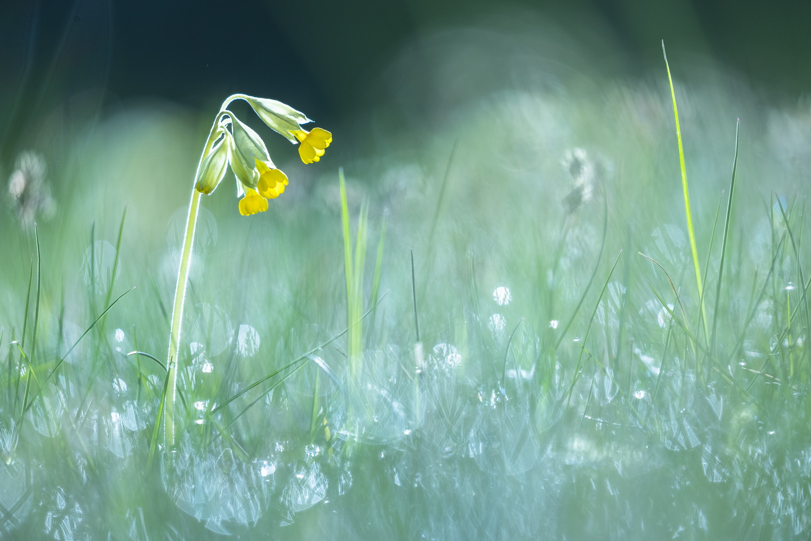 Schlüsselblume