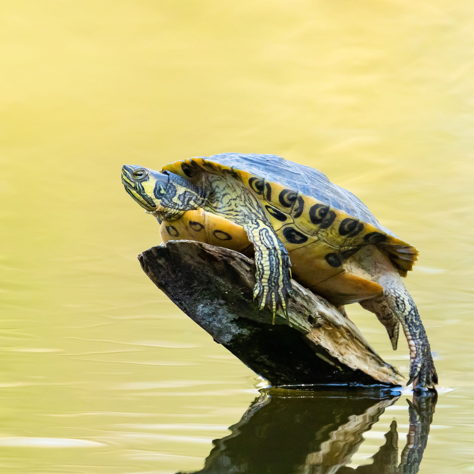 Gelbwangen-Schmuckschildkröterich