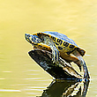 Gelbwangen-Schmuckschildkröterich