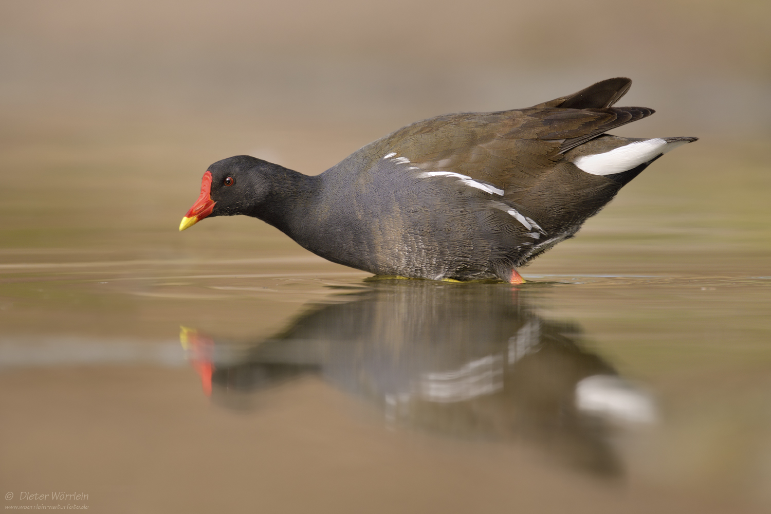 Teichhuhn