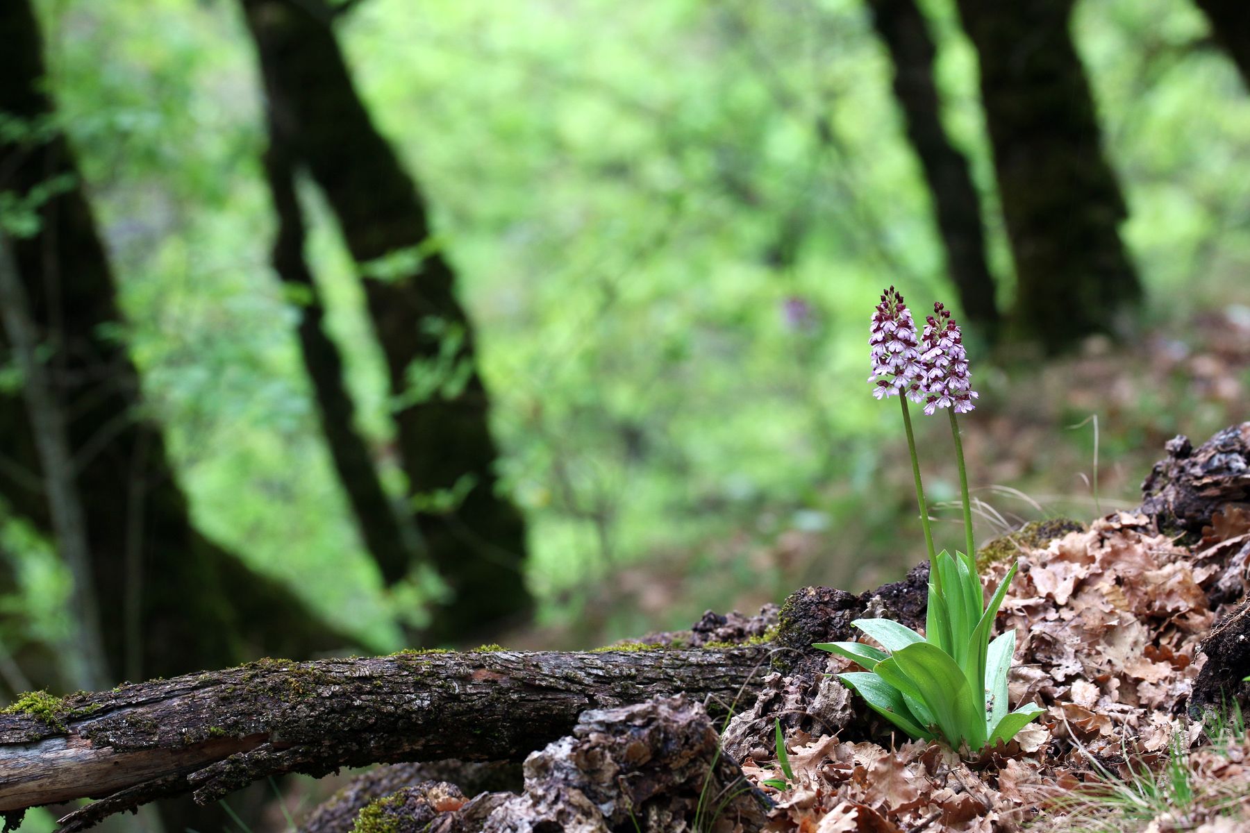 Im Flaumeichenbuschwald