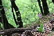 Im Flaumeichenbuschwald