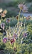 Pulsatilla in der Abendsonne