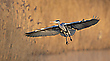 im Landeanflug